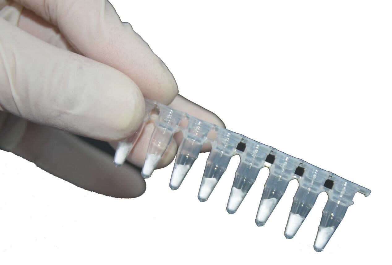 Gloved hand holding an 8-tube reagent strip